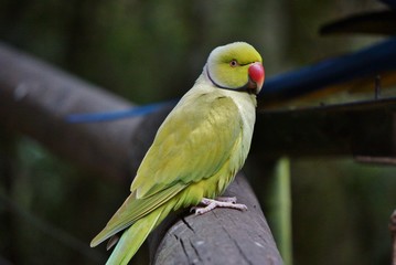Beautiful Portrait of a Indian ring-necked parakeet