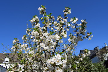 Prunus avium