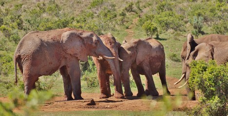 Fototapeta na wymiar Playful Group of Elephants at Addo Elephant National Park