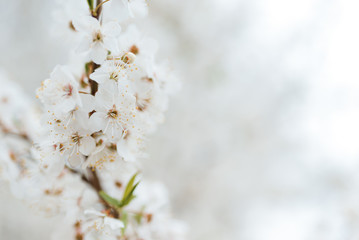White cherry blossoms in spring sun with tender bokeh