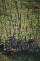 reforestation set of young trees trunks in pots