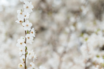 Cherry blossom in spring for background or copy space for text