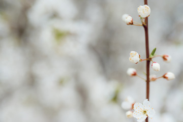 Cherry blossom in spring for background or copy space for text