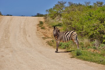 Zebra standing at the road at Addo Elephant National Park