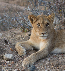 Obraz na płótnie Canvas lion cub panthera leo