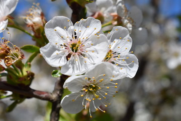 Prunus avium