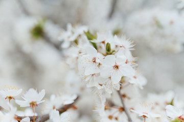 Cherry blossom in spring for background or copy space for text