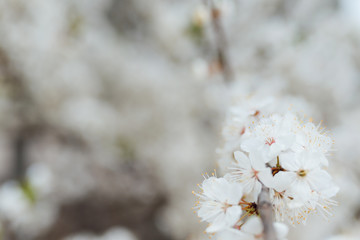 Cherry blossom in spring for background or copy space for text