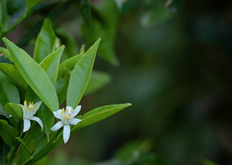 Blossoming orange tree blured background.copy space