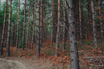 Nordic pine forest in evening light. Short depth-of-field.

