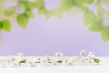 branch of blossoming cherry on a white wooden table on a background of spring sky. Spring freshness. Place for text.