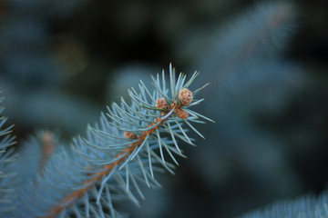 Naklejka na ściany i meble Flowering branches of blue spruce