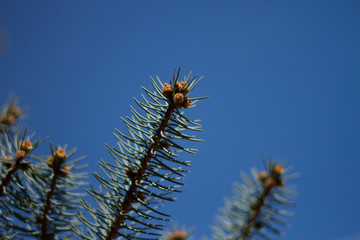 Flowering branches of blue spruce