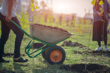 planting new trees with gardening tools in green park