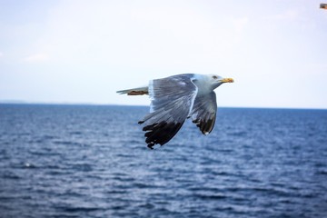 seagull in flight