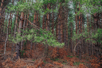 Nordic pine forest in evening light. Short depth-of-field.
