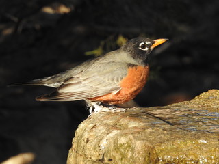 Robin American