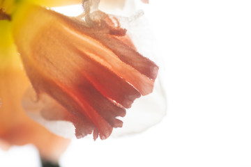 Naklejka premium Close up of Fresh White and Pink Daffodils