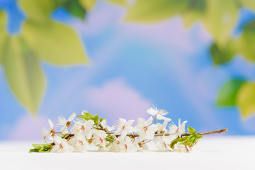 branch of blossoming cherry on a white wooden table on a background of spring sky. Spring freshness. Place for text.