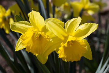 Obraz premium Yellow narcissus flowers