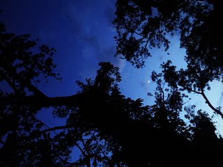 trees at night