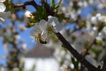 Prunus avium