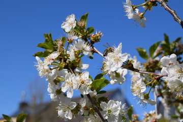 Prunus avium