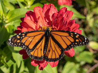 Monarch Butterfly feeding on red zinnia in summer garden. 