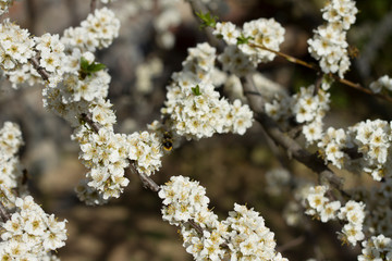 Branches of blooming cherry plum on a background of blue sky