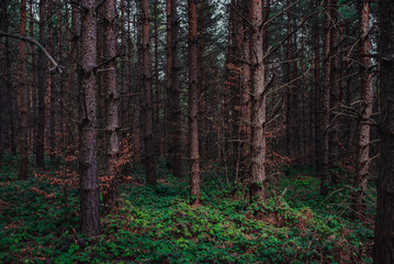 Fototapeta premium Nordic pine forest in evening light. Short depth-of-field. 