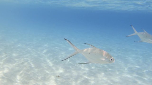 Smallspotted dart (Trachinotus baillonii) fish swimming in the blue sea. Indian ocean, Maldives. 4K