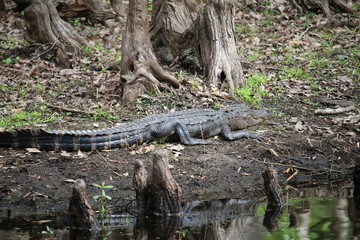 Alligator 01