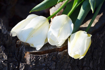 White tulips on wooden background,photo