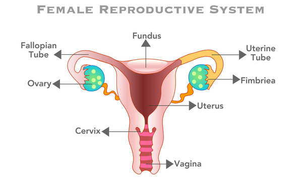Reproductive system of female, diagram. Woman organs of reproduction anatomy. Oviduct, ovary, vagina, uterus structure. Blank white background. Front view anatomy. Biology Education Vector
