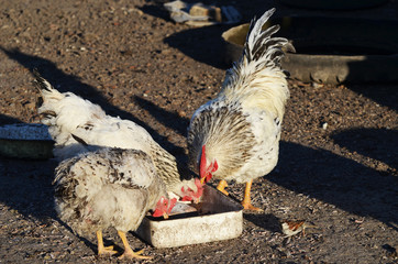  Cute rooster and hens outdoors, farming photo, village
