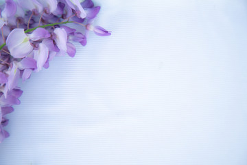 Purple flowers oin a white background