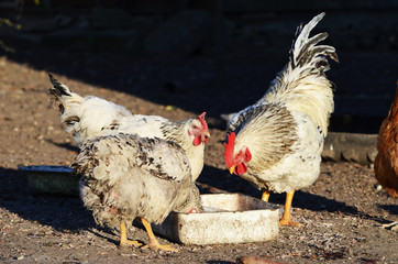  Cute rooster and hens outdoors, farming photo, village