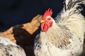  Cute rooster and hens outdoors, farming photo, village