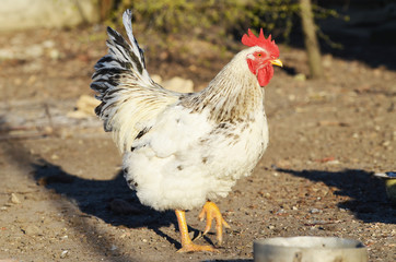 Cute rooster outdoors, farming photo