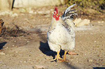Cute rooster outdoors, farming photo