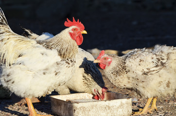  Cute rooster and hens outdoors, farming photo, village
