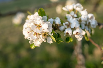 Weiße Most Birnenblüte im Frühlingshaften und Abendlichen Sonnenlicht auf natürlichem Hintergrund