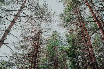 Nordic pine forest in evening light. Short depth-of-field.
