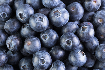 fresh large blueberry