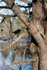 rough textured tree branches bending over water