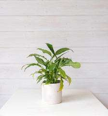 Close up of leafy green pot plant on white table against painted wooden wall