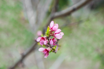 peach blossom in spring. pink petals on a natural background. flower of a young plant