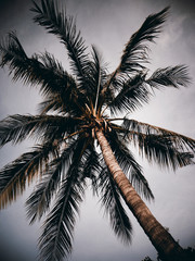Fototapeta na wymiar Cuban caribbean palm
