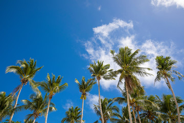 Fototapeta na wymiar White Beach and Palm Tree, Boracay island,Philippines.