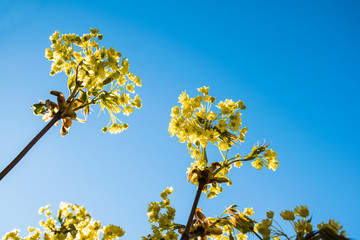 Obraz premium Spring view close up blooming tree branch with yellow flowers over blue clear sky in midday